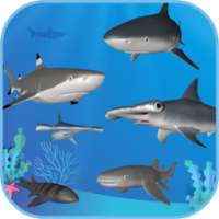 Sharks AR SeaWorld Ancol on 9Apps