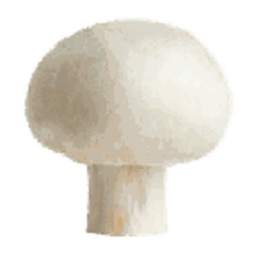 Button Mushroom 1.00