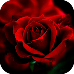 Rosas Para Ti icon