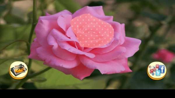Photo Editor - Rose Photo स्क्रीनशॉट 3