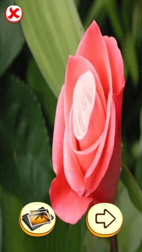 Photo Editor - Rose Photo स्क्रीनशॉट 7