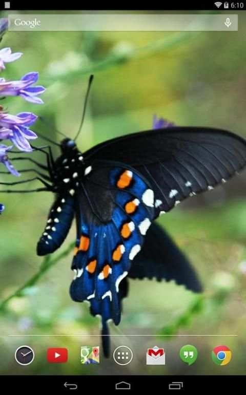 Butterflies Live Wallpaper screenshot 3