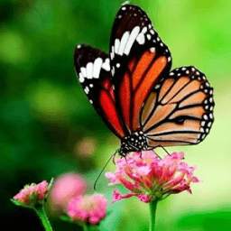 Butterflies Live Wallpaper 3.6.0.0