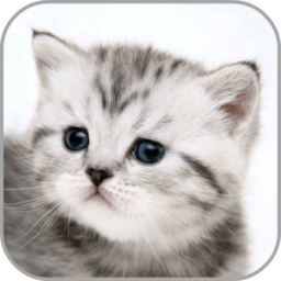 ikon How to draw cat