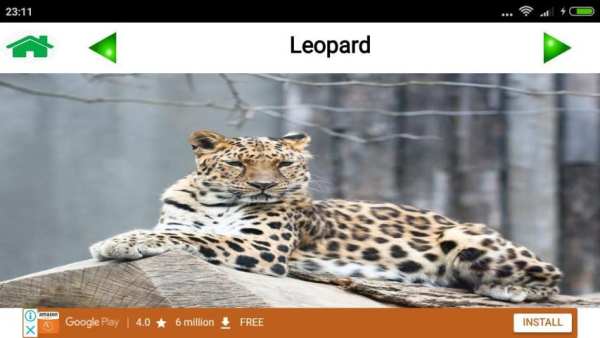 Animal and Bird Sound for Kids скриншот 6