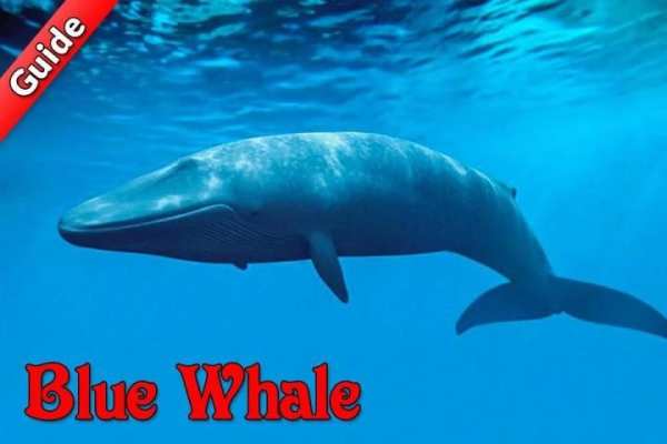 Guide for Blue Whale Suicide Game 2 تصوير الشاشة