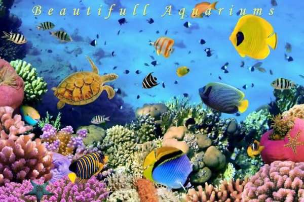 Aquarium Live Wallpaper स्क्रीनशॉट 2
