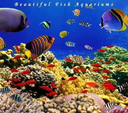 Aquarium Live Wallpaper स्क्रीनशॉट 1