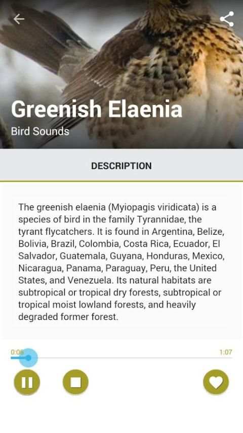 Birds Sound Pro скриншот 1