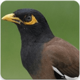 Common Myna Sound : Common Myna Bird Song icon