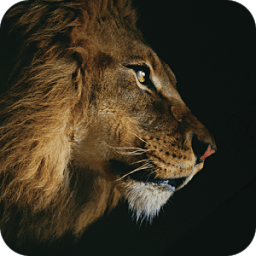 Lion Theme For Applock иконка