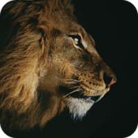 Lion Theme For Applock