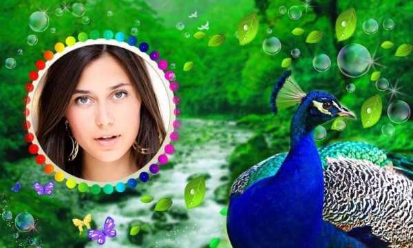 Peacock Photo Frames HD screenshot 3