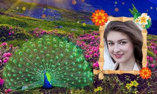 Peacock Photo Frames HD screenshot 5