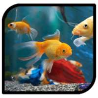 3D Fish Aquarium Live Wallpaper HD on 9Apps