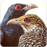 Asian Koel Bird Sounds : Indian Koyal Bird Sounds