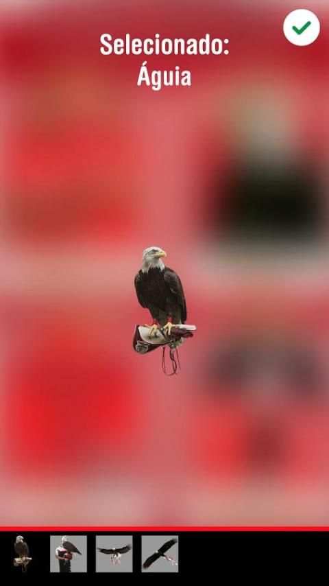 Foto Benfica screenshot 2