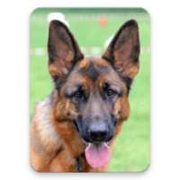 German Shepherd Dog Wallpaper HD on 9Apps