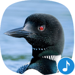 Appp.io - Loon Bird Sounds आइकन