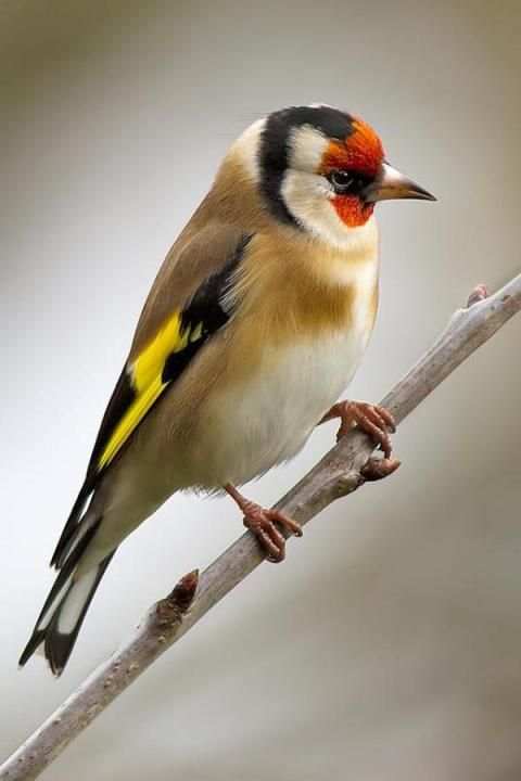 Chardonneret et Canari скриншот 1