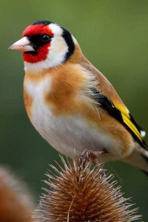 Chardonneret et Canari скриншот 3
