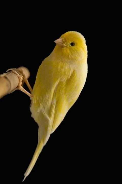 Chardonneret et Canari скриншот 2