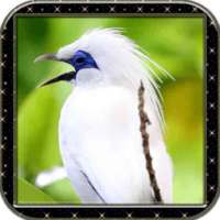 جميع اصوات الطيور