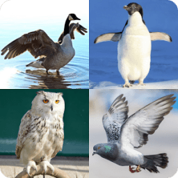 Guess the Bird иконка