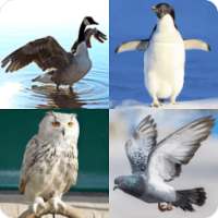 Guess the Bird