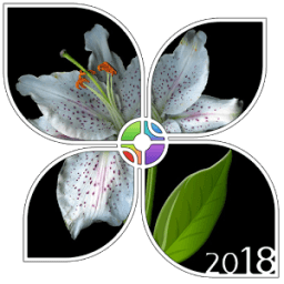 ikon Shiny Absolute Black Theme