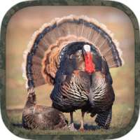 Turkey Hunting Calls