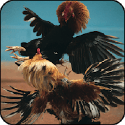 Angry Chicks: Rooster Fight icon