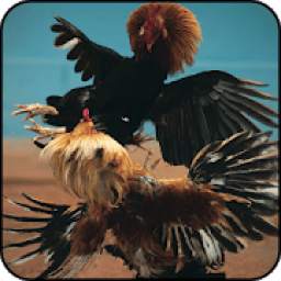 Rooster Fight 1.2.2
