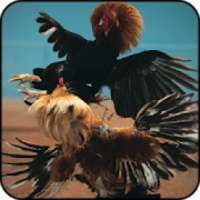 Chicks marah: Rooster Melawan