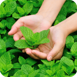 Ervas Medicinais icon