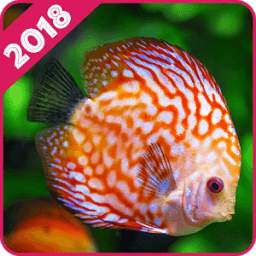 Fish Wallpaper 1.0