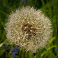 Dandelion Greens For Health