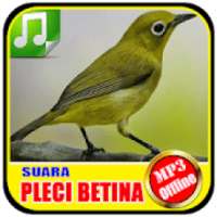 Suara Burung Pleci Betina on 9Apps