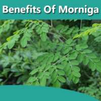 Health Benefits Of Moringa on 9Apps