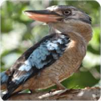 Blue Winged Kookaburra Call: Kookaburra Laugh Song on 9Apps