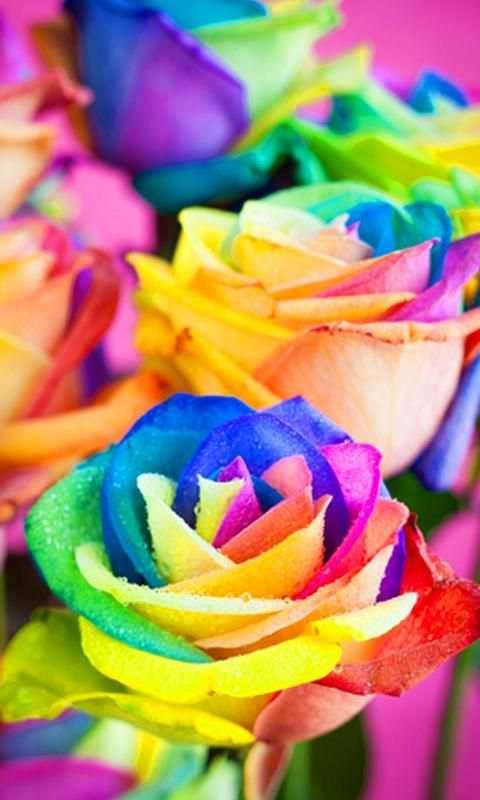 Flower Wallpapers 2020 screenshot 4