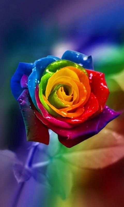 Flower Wallpapers 2020 screenshot 7