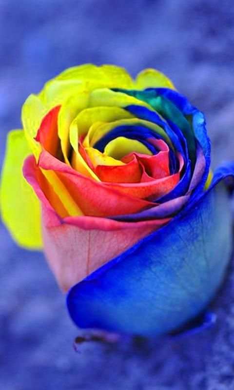 Flower Wallpapers 2020 screenshot 6