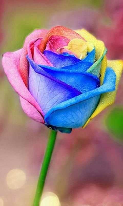 Flower Wallpapers 2020 screenshot 5