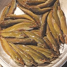 দেশি শিং মাছের চাষ পদ্ধতি आइकन