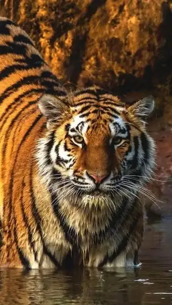 Big Cats Hd Wallpapers App Android क ल ए ड उनल ड 9apps