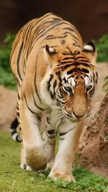 Big Cats Hd Wallpapers App Android क ल ए ड उनल ड 9apps