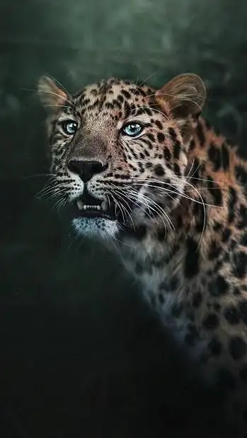 Big Cats Hd Wallpapers App Android क ल ए ड उनल ड 9apps