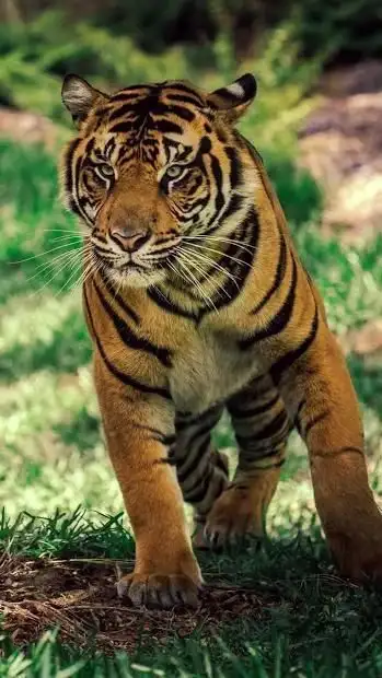 Big Cats Hd Wallpapers App Android क ल ए ड उनल ड 9apps