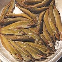 দেশি শিং মাছের চাষ পদ্ধতি 1.0